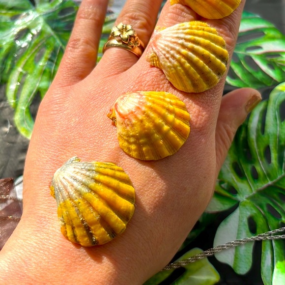 2 Sunrise 🌅 shells!  from Hawaii! - Picture 2 of 3